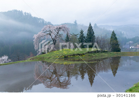 与一野のしだれ桜（広島県安芸太田町） 30141166