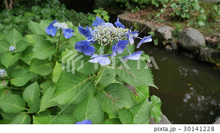 旧古河庭園 旧古河庭園 30141228