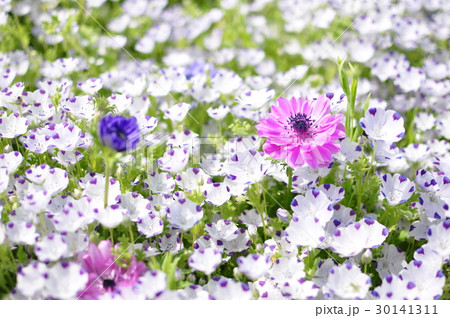 アネモネとネモフィラ アネモネとネモフィラ 30141311