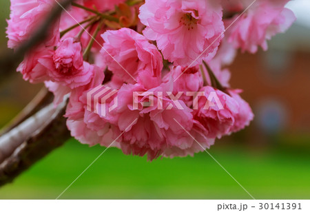Sakura. Cherry blossoms Pink spring blossom 30141391