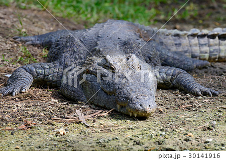 Crocodile in National park of Kenya, Africa 30141916