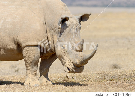 Rhino Rhino 30141966