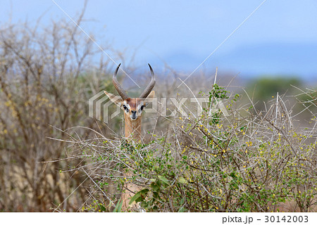 Gerenuk in National park of Kenya, Africa Gerenuk in National park of Kenya, Africa 30142003
