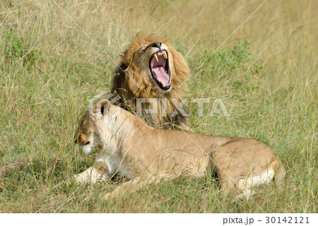 Lion in National park of Kenya 30142121
