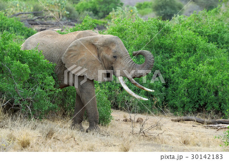 Elephant Elephant 30142183