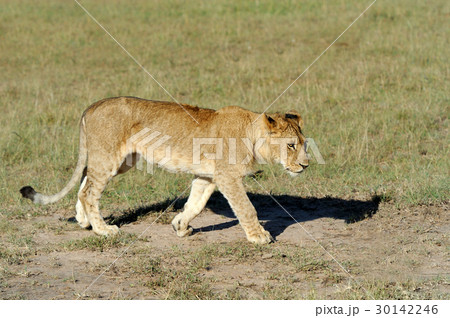 Lion Lion 30142246