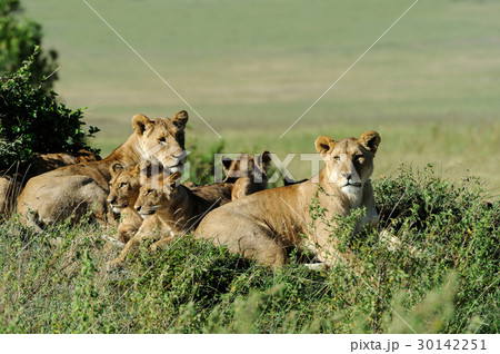 Lion in the grass of Masai Mara, Kenya Lion in the grass of Masai Mara, Kenya 30142251