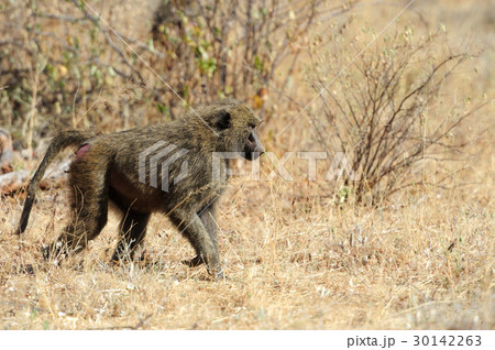 Olive baboon in Masai Mara National Park of Kenya 30142263