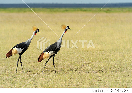 Crowned crane 30142288