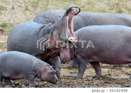 Hippo family Hippo family 30142896