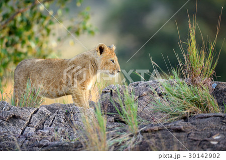 African lion cub African lion cub 30142902