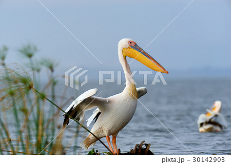 Great white pelican Great white pelican 30142903