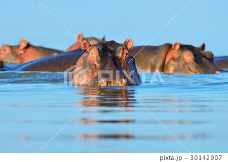 Hippo in the water 30142907