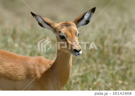 Impala on savanna in Africa 30142908