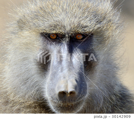 Baboon monkey in National park of Kenya 30142909
