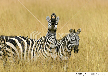 Zebra on grassland in Africa 30142929