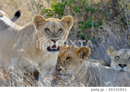 Close lion in National park of Kenya 30142931