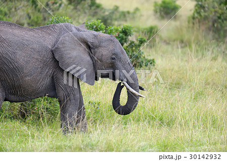Elephant on savannah 30142932