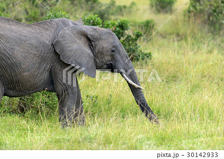 Elephant on savannah in Africa 30142933