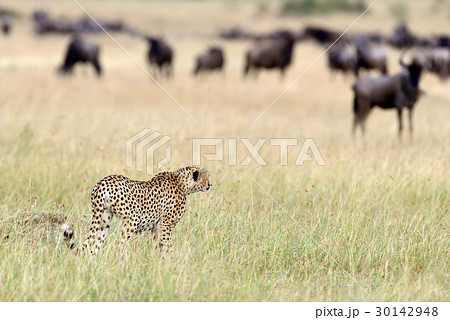 Cheetah on savannah in Africa Cheetah on savannah in Africa 30142948