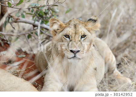 Close lion in National park of Kenya 30142952