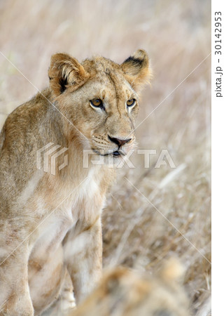 African lion in the Park South Africa 30142953