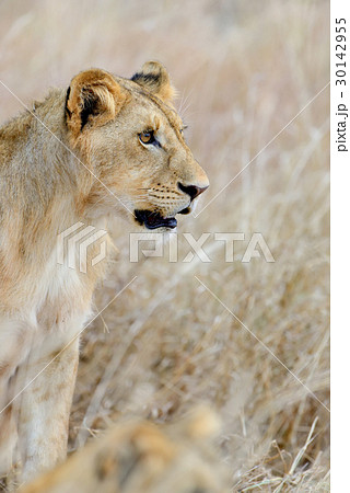 Lion in National park of Kenya Lion in National park of Kenya 30142955