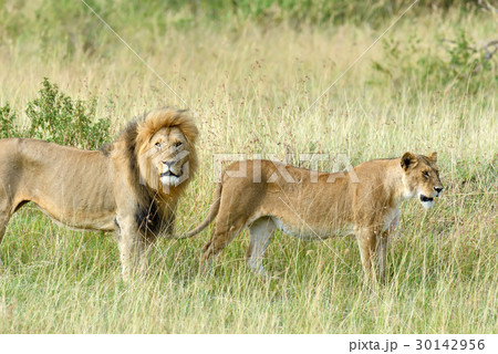Close lion in National park of Kenya Close lion in National park of Kenya 30142956