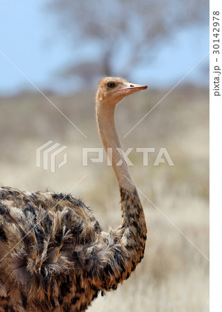 African ostrich (Struthio camelus) 30142978