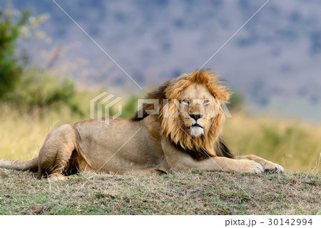 Lion 30142994