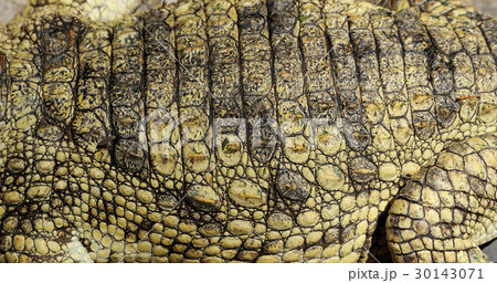 Real crocodile skin 30143071