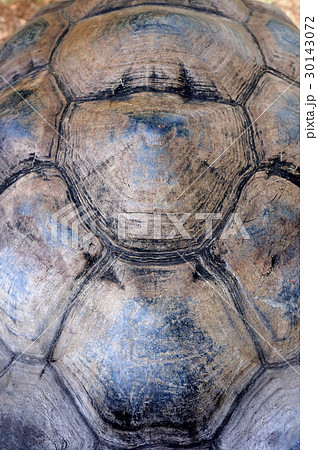 Turtle carapace Turtle carapace 30143072