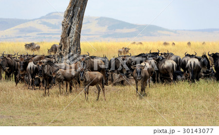 Wildebeest in National park of Africa 30143077
