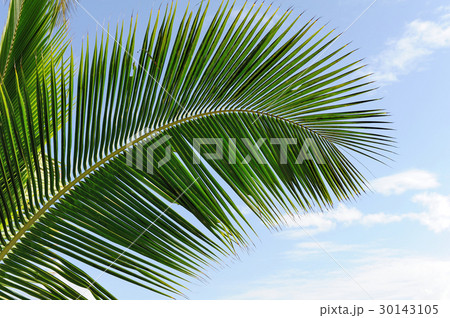 Green palm tree 30143105