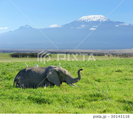 Elephant Elephant 30143116