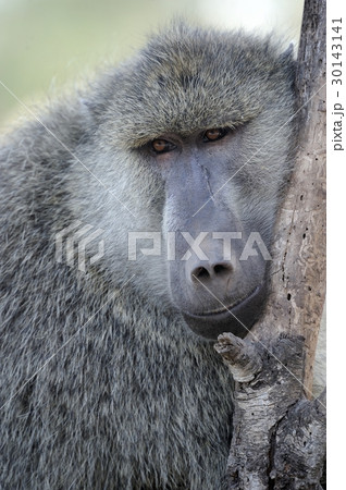 Olive baboon 30143141