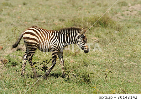Baby zebra 30143142