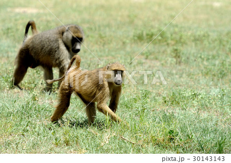 Olive baboon 30143143