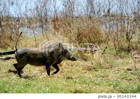 Warthog 30143144