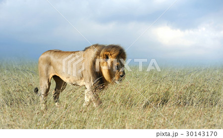 Lion in grass Lion in grass 30143170