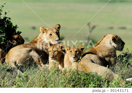 Lion in the grass of Masai Mara, Kenya Lion in the grass of Masai Mara, Kenya 30143171