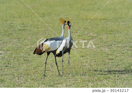 Crowned crane 30143217