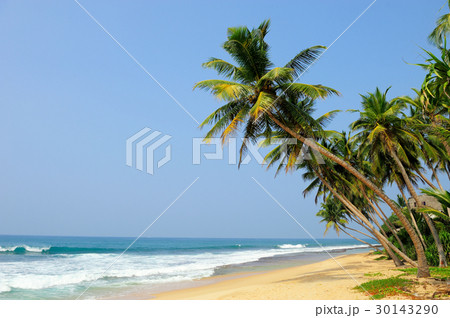 Tropical beach Tropical beach 30143290