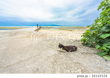 竹富島/西桟橋の猫 竹富島/西桟橋の猫 30143526