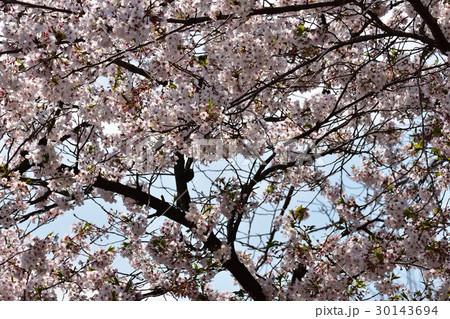 南谷端公園の桜 南谷端公園の桜 30143694