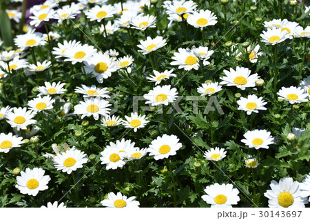 マーガレット✕南谷端公園 マーガレット✕南谷端公園 30143697