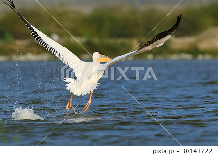 Great white pelican 30143722