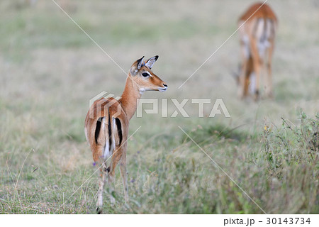 Impala on savanna in Africa 30143734