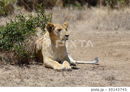 Lion in National park of Kenya 30143743