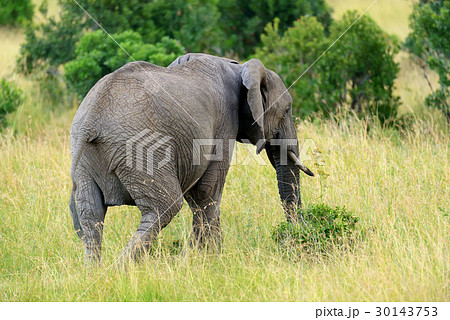 Elephant on savannah in Africa Elephant on savannah in Africa 30143753